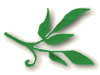 leafr.jpg