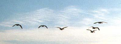 Geese.jpg
